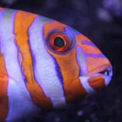 Group logo of Culture